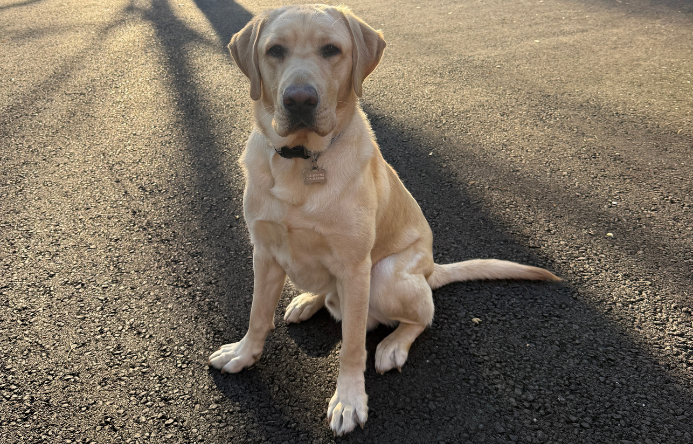 A yellow labrador retriever service dog sitting on pavement outside and posing for a picture