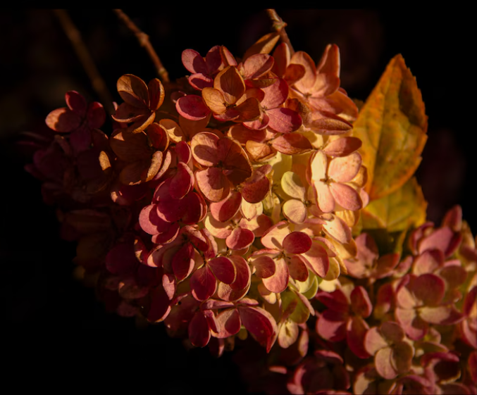 Reece Miller wins a Gold Key in Photography for "Fall Hydrangea."